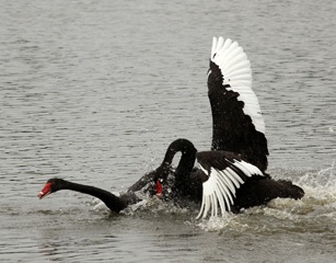 IMG_7994a.jpg